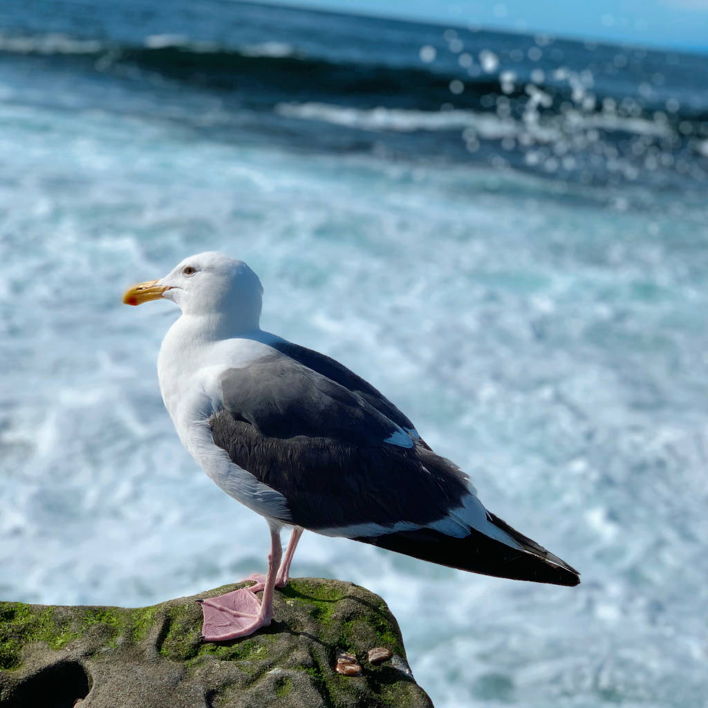 Just a bird by the sea.